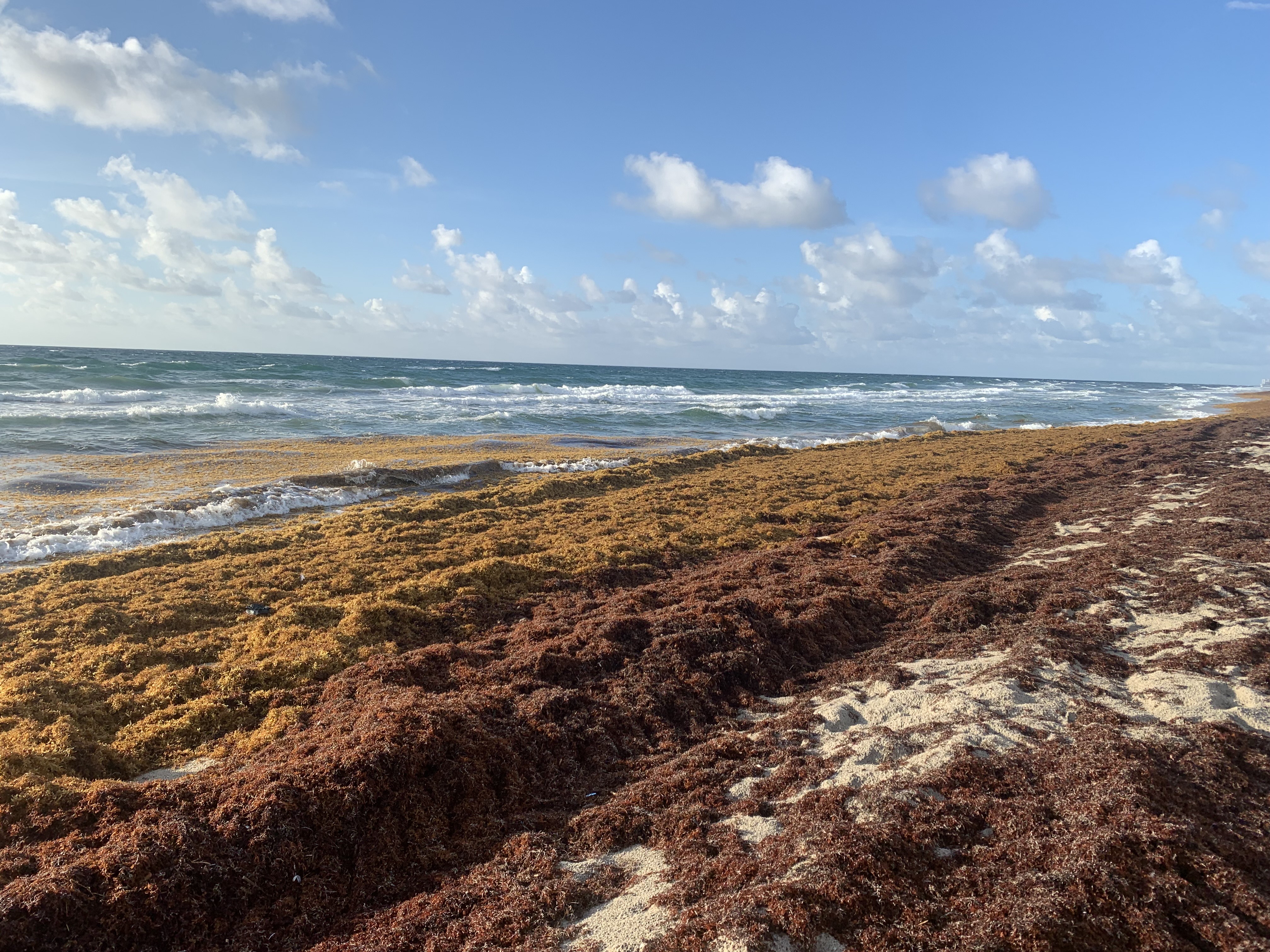 Extensive sargassum accumulated on a beach in Juno Beach in July 2021